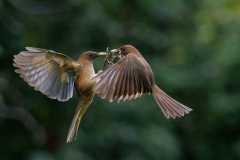 0002-REMOADI-Albert-Duel-de-merles-fauves