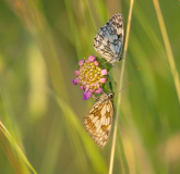 0006-AUTHIE-Anne-Lise-Repos-des-demi-deuils