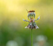 0007-AUTHIE-Anne-Lise-Belvedere