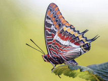 0007-LAVELLE-Frederic-En-couleur