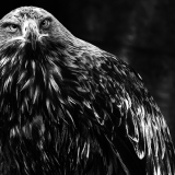 0007-WINTERHALTER-Elizabeth-Manteau-imperial