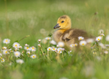 0011-AUTHIE-Anne-Lise-Tapis-de-paquerettes