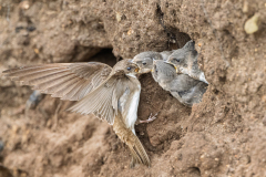 0011-FOURNIER-Laurence-Nourrissage