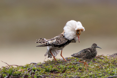 0011-REMOADI-Albert-Couple-de-combattants