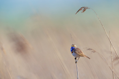 0014-FOURNIER-Laurence-Gorgebleue