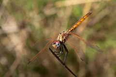 0015-CHABOD-Luc-Libellule-4-points