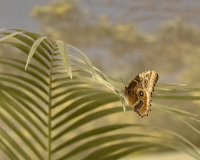 0015-DARNAULT-Assunta-Papillon