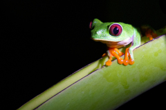 0015-MEICLER-Philippe-Rainette