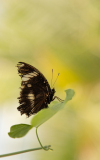 0019-AMOZOQUENO-Camilo-Papillon