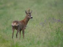 0019-FEVRE-Caroline-Chevreuil