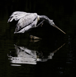 0019-WINTERHALTER-Elizabeth-Pelican-espadon