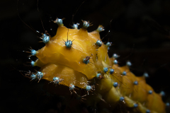 0023-CHABOD-Luc-Chenille