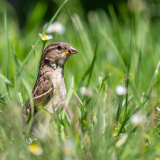 0023-PLANTIER-Stephanie-Repas-champetre