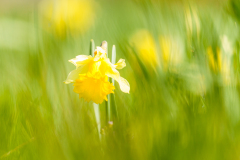 0026-CHAPEL-Martine-Jonquilles