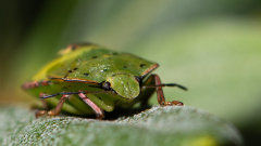 0030-CHABOD-Luc-Punaise