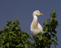 0030-DARNAULT-Assunta-Heron-garde-boeuf