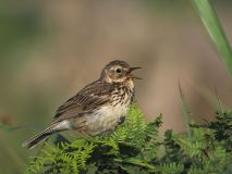 0030-FEVRE-Caroline-Pipit-chanteur