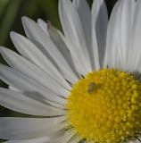 0030-HERVIEU-Isabelle-Minuscule