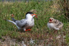 0030-PLANTIER-Stephanie-Nourrissage