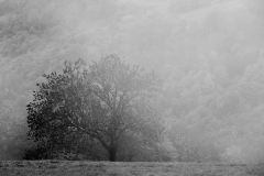 0030-dE-CUSSY-Bruno-De-CUSSY-Bruno_Arbre-brumeux