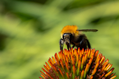 0040-CHABOD-Luc-Bourdon