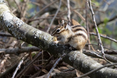 0042-DARNAULT-Assunta-Ecureuil-roux