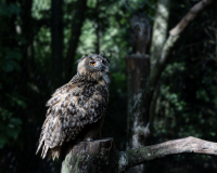 0042-DARNAULT-Assunta-Grand-Duc