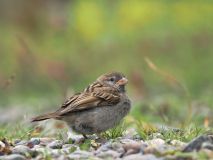 0042-FEVRE-Caroline-Moineau