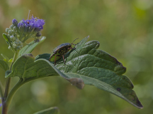 0042-HERVIEU-Isabelle-Au-vert