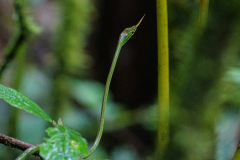 0042-MEICLER-Philippe-Serpent-Liane