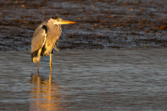 0042-PLANTIER-Stephanie-Coucher-de-soleil