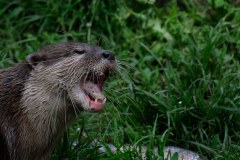 0049-CHERON-Francoise-Loutre