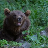 0049-CHERON-Francoise-Ours