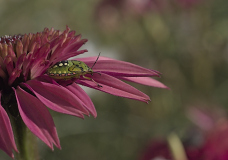 0049-HERVIEU-Isabelle-Carapace