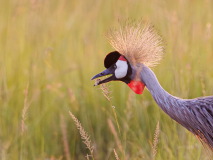 0049-REMOADI-Albert-Graines-de-royale