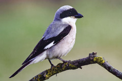 0054-LAVELLE-Frederic-Pie-Grieche