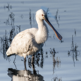 0054-PLANTIER-Alain-Spatule