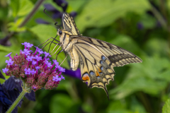 0056-CAILLIEZ-Didier-Cailliez_Didier_Machaon