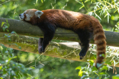 0056-CAILLIEZ-Didier-Cailliez_Didier_Panda-roux