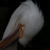 0056-CHERON-Francoise-Pelican