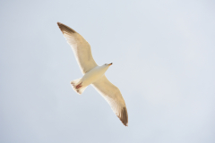 0056-LAGADEC-Thierry-Au-dessus-des-mers