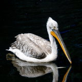 0056-PLANTIER-Alain-Pelican