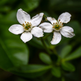 0062-CAILLIEZ-Didier-Cailliez_Didier_Oranger-du-Mexique