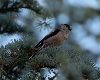 0062-CHERON-Francoise-Oiseau