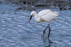 0062-PLANTIER-Alain-Aigrette-pecheuse