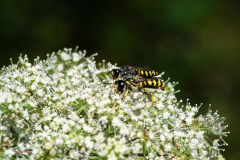 0062-dE-CUSSY-Bruno-De-CUSSY-Bruno_Copulation