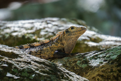 0068-MEICLER-Philippe-Godzilla