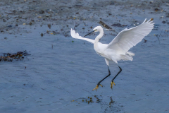 0068-PLANTIER-Alain-Aigrette-en-vol