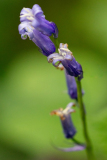 0071-AMOZOQUENO-Camilo-Jacinthe