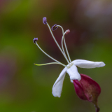 0071-CAILLIEZ-Didier-Cailliez_Didier_Arbre-du-clerge